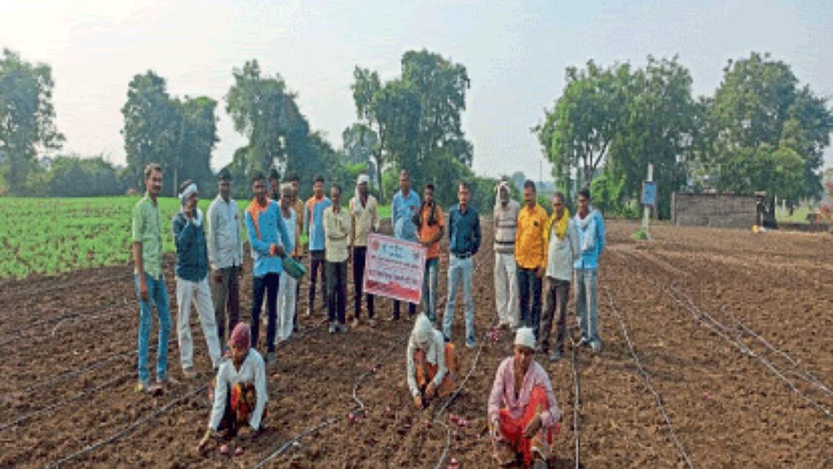 Onion Cultivation