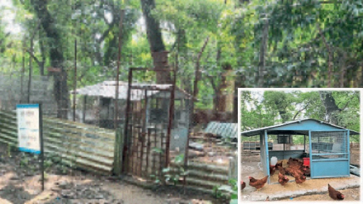 Poultry Farming