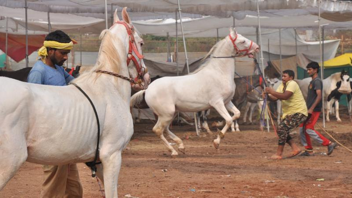 Chetak Festival