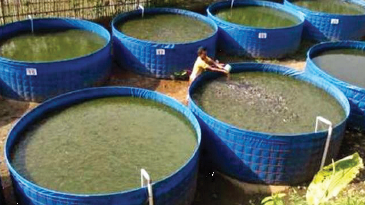 Fish Farming