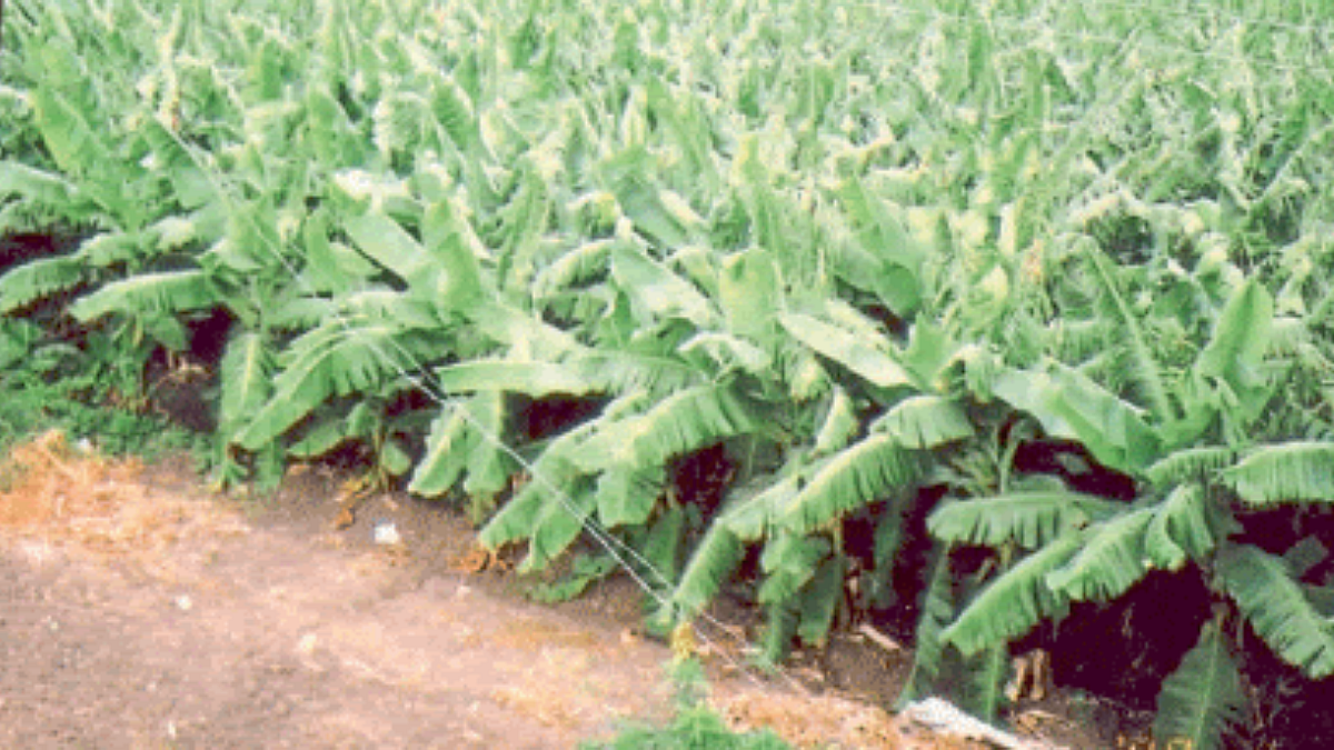 Khandesh Rain