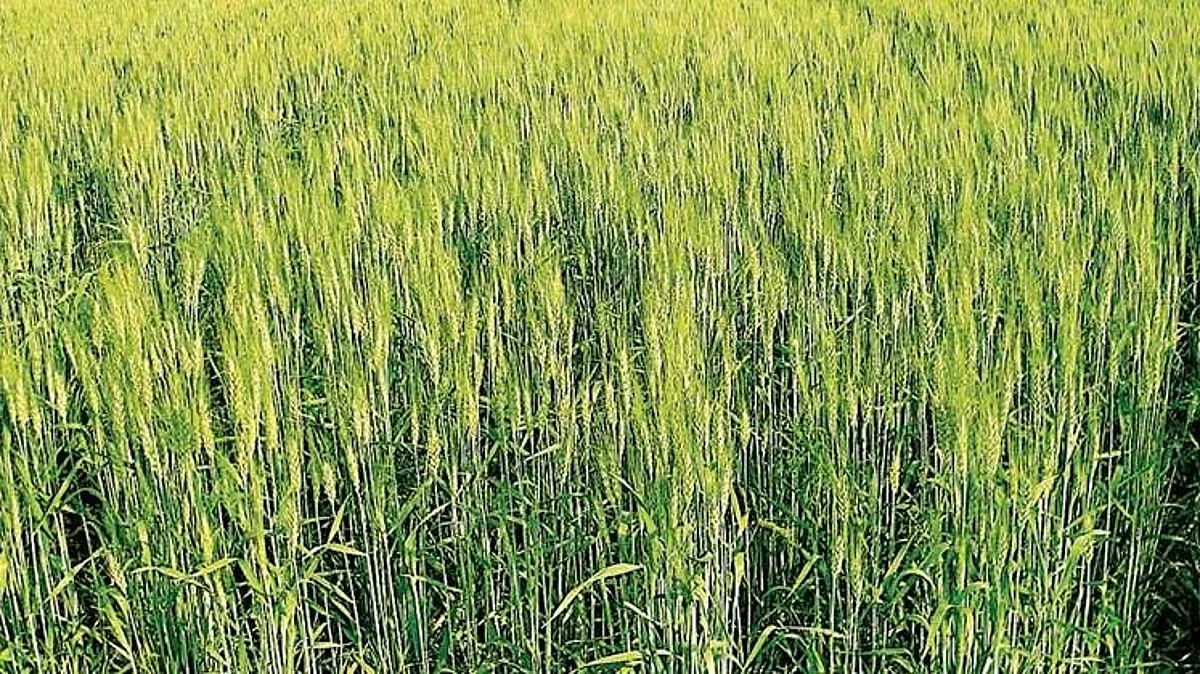 Wheat
