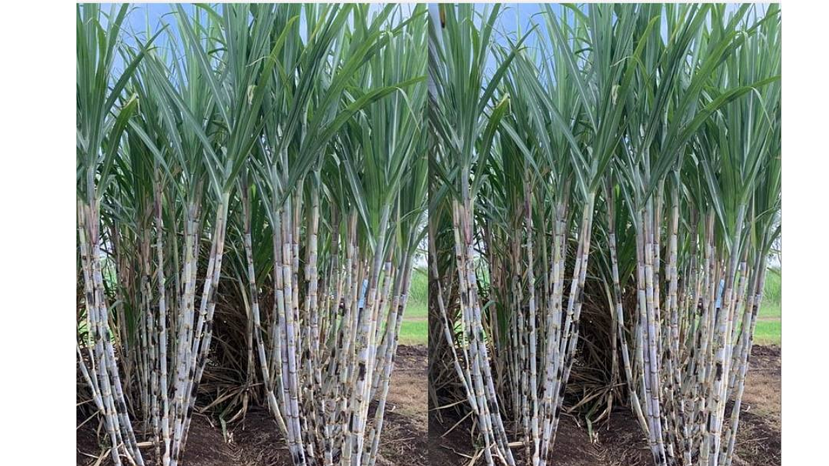 Phule Sugarcane 15012