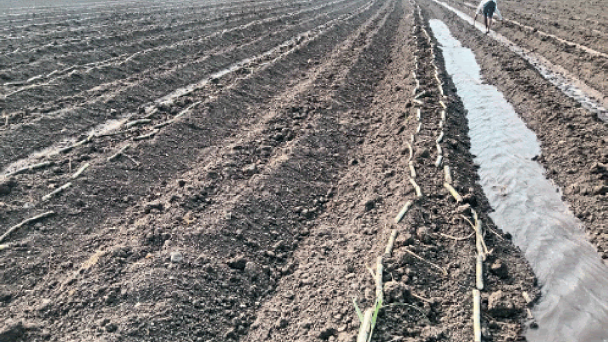 Sugarcane