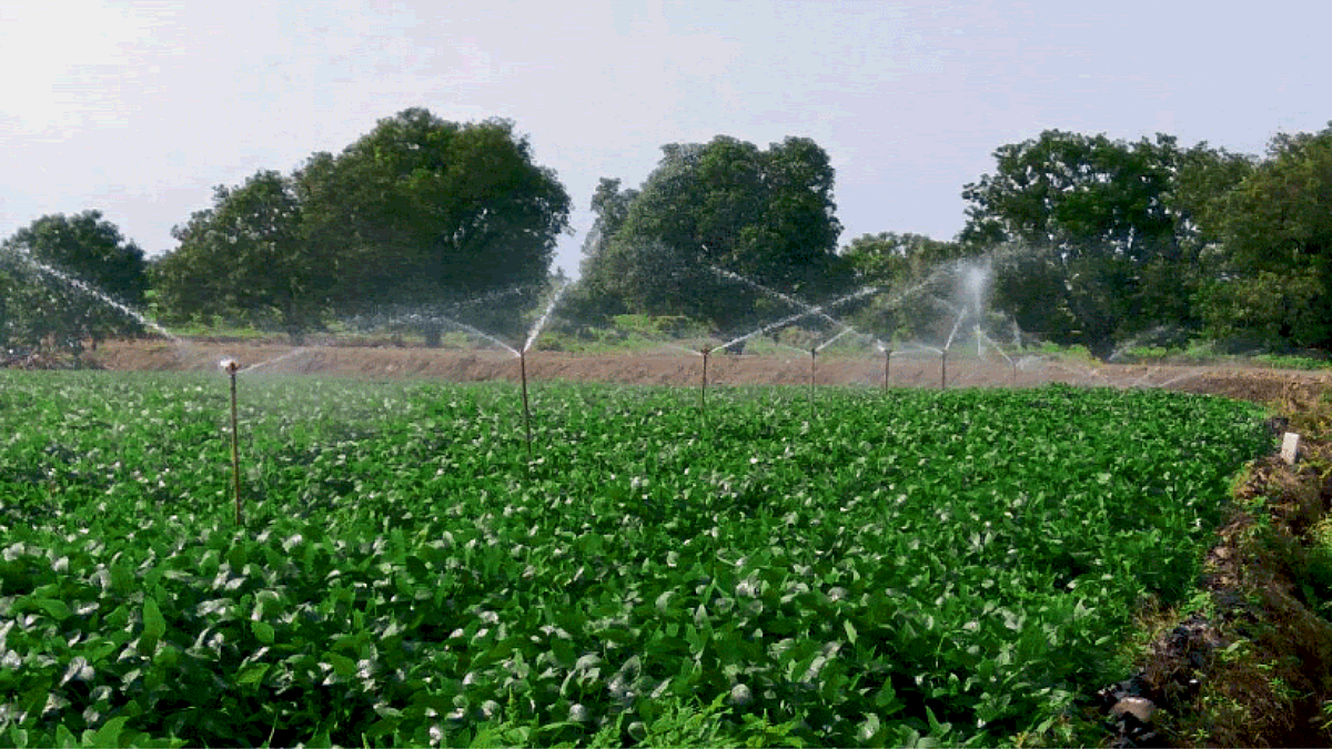 Soybean