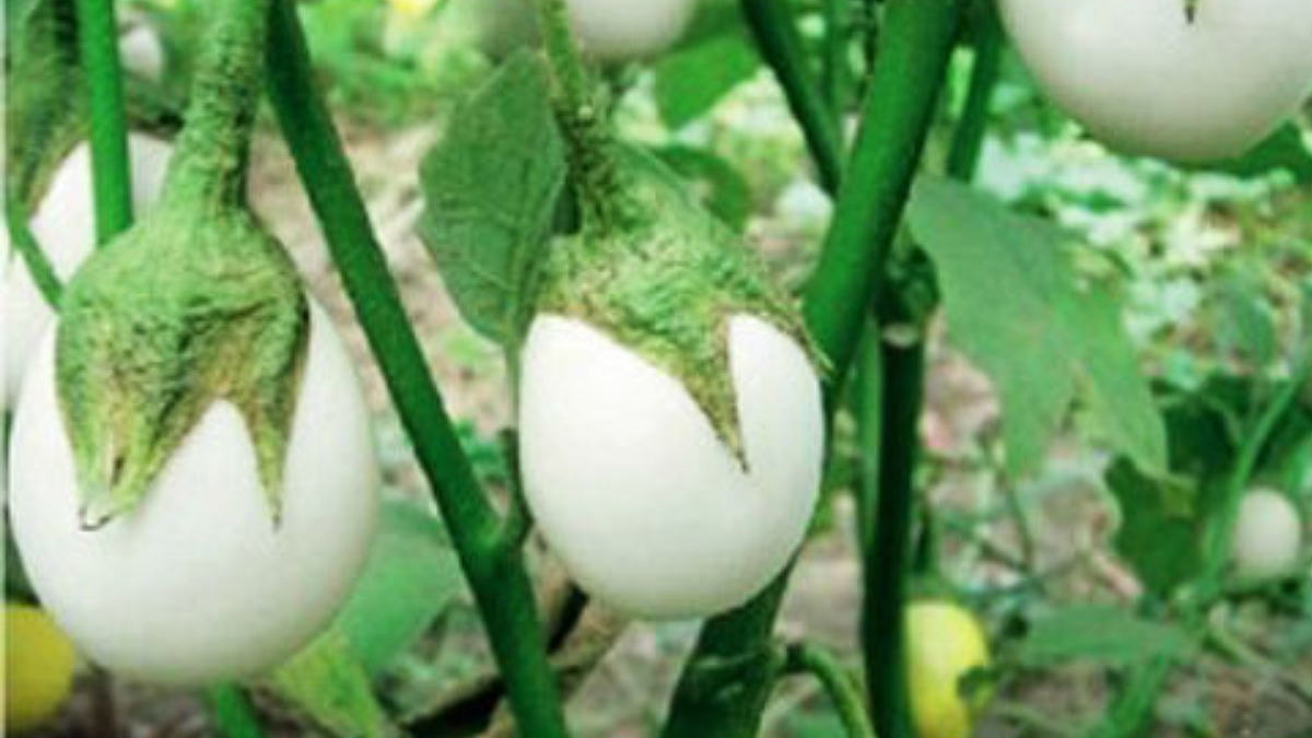 Pusa White Brinjal -1