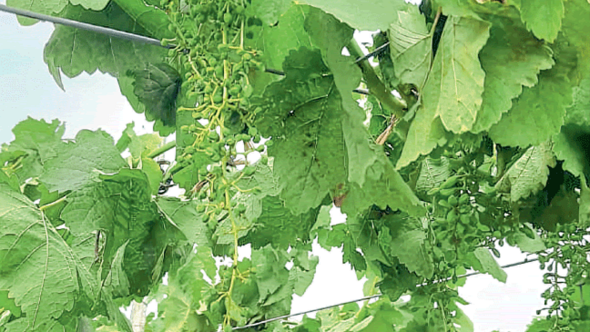 Grape