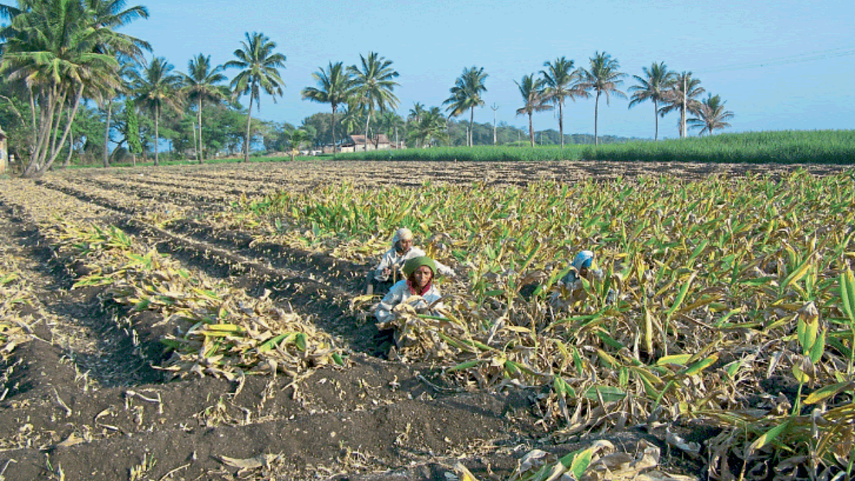 Turmeric Harvesting