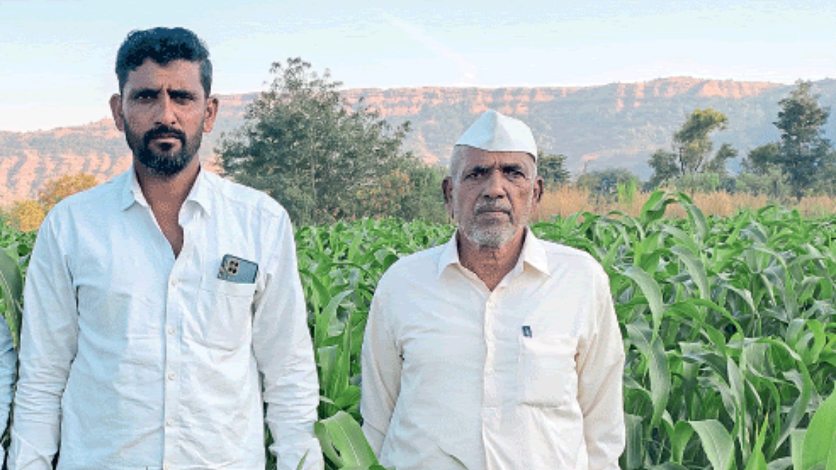 Rabi Jowar