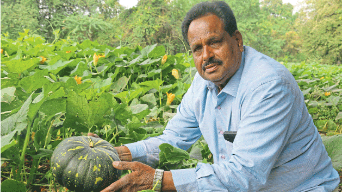 Red Pumpkin : लाल भोपळ्याच्या दर्जेदार उत्पादनात सातत्य