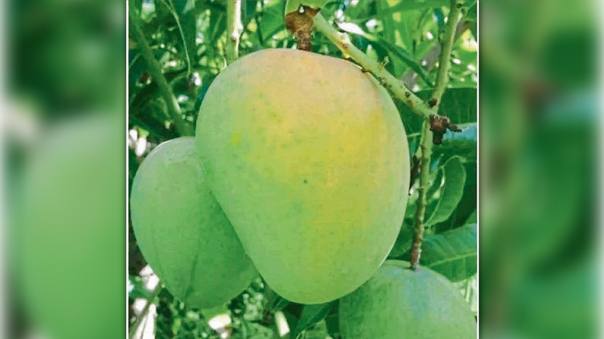 Mango