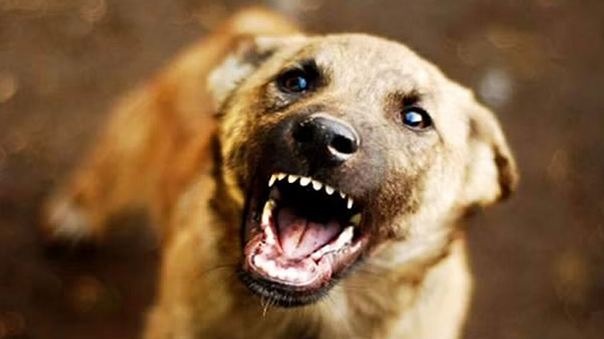 Dog Bite
