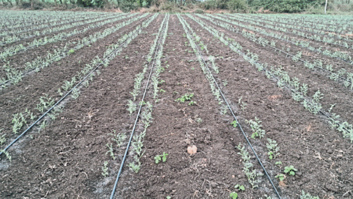 Rabi Sowing