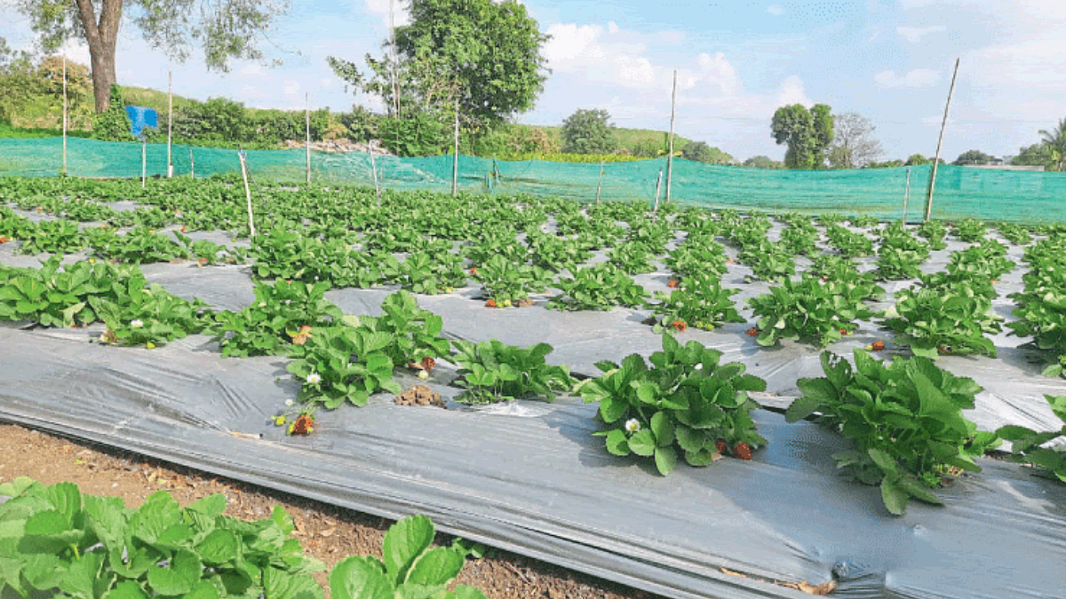 Strawberry Farming
