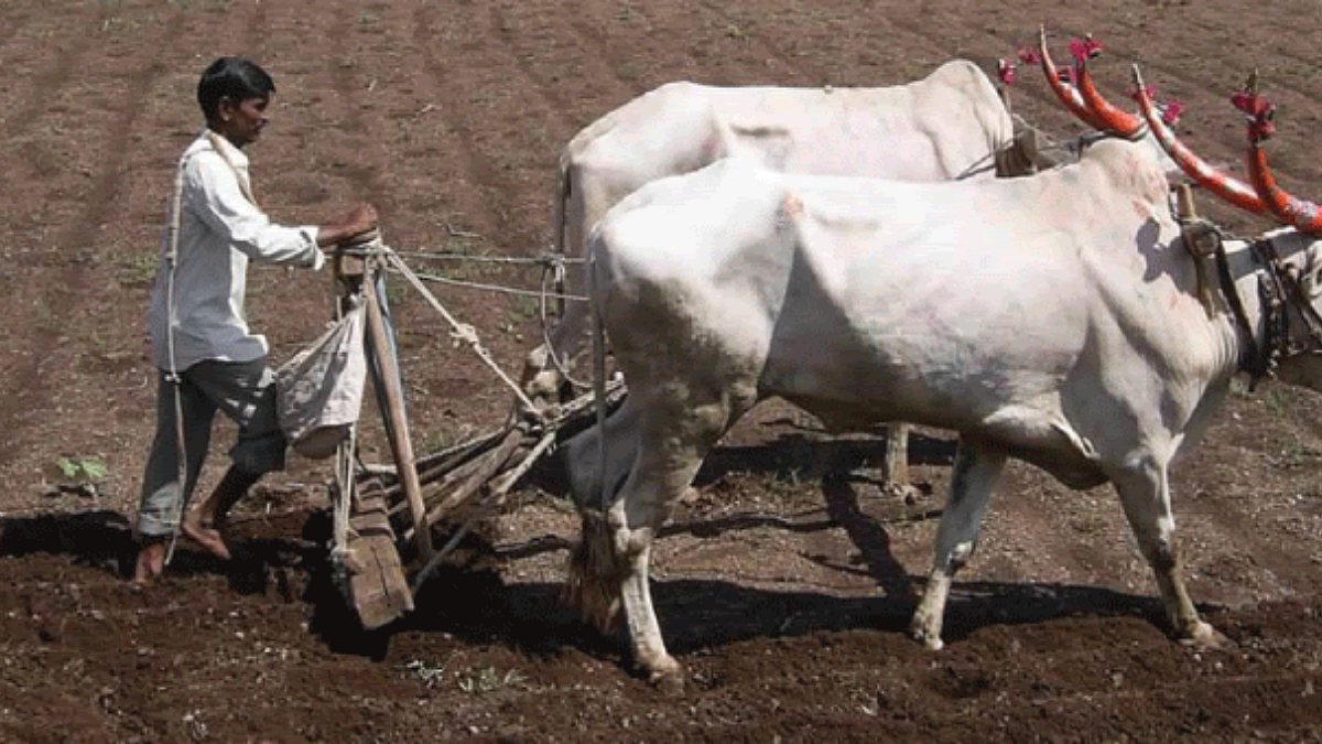 Rabi Sowing
