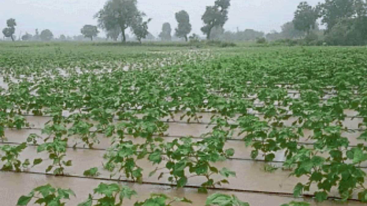 Crop Damage