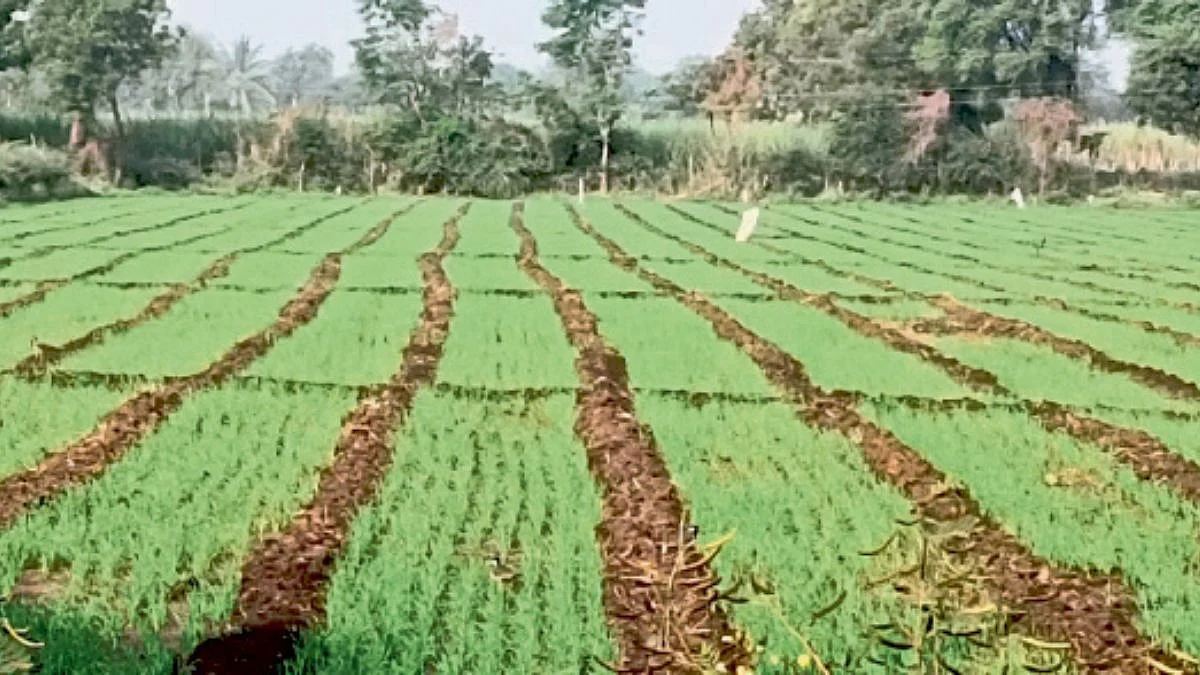 Rabi season