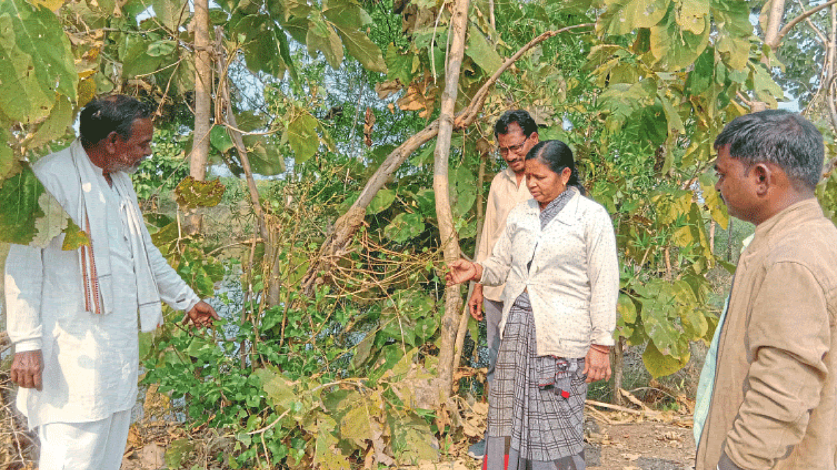 Indian Agriculture