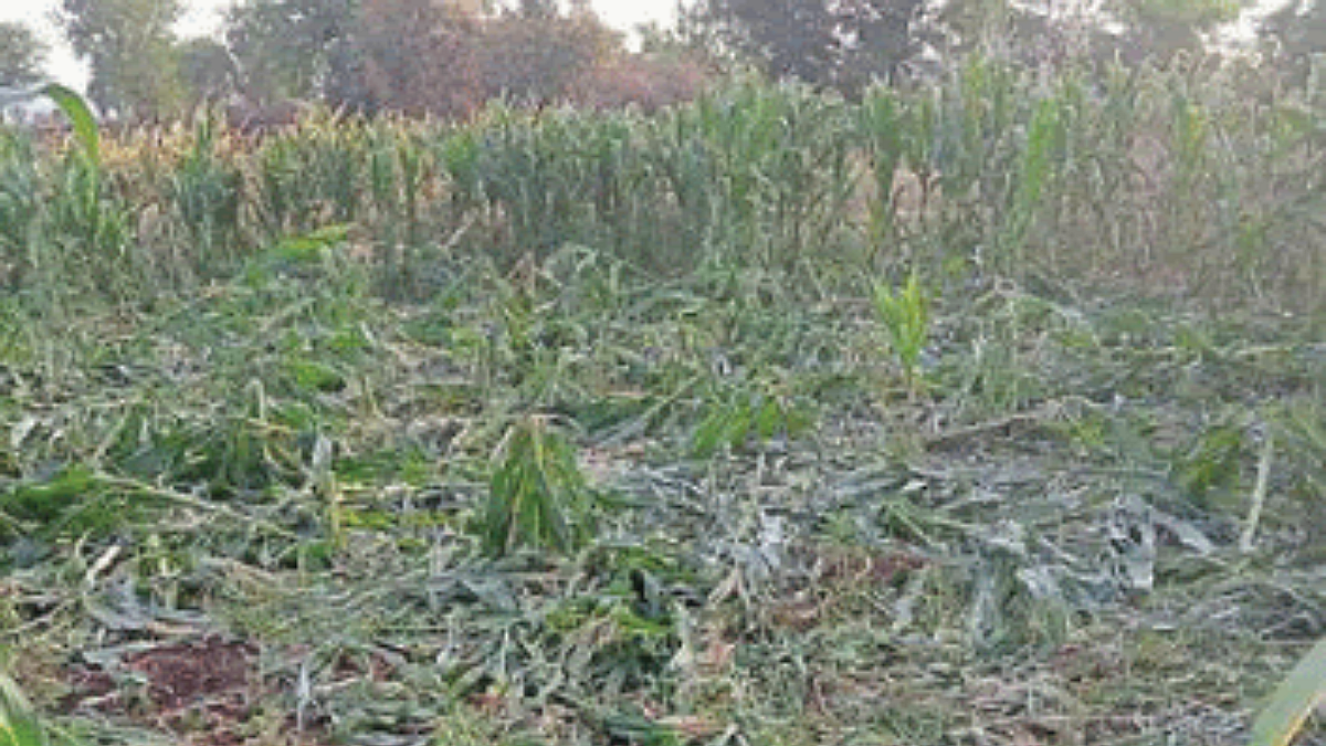 Crop Damage