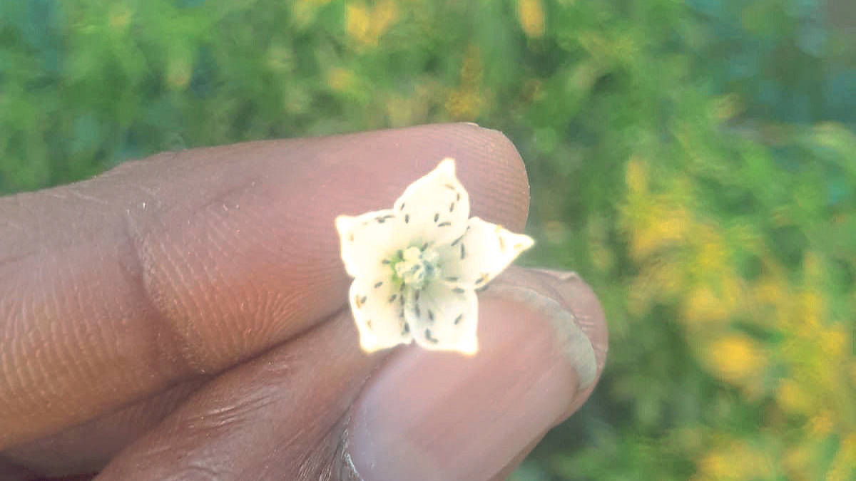 Chili Crop Pest