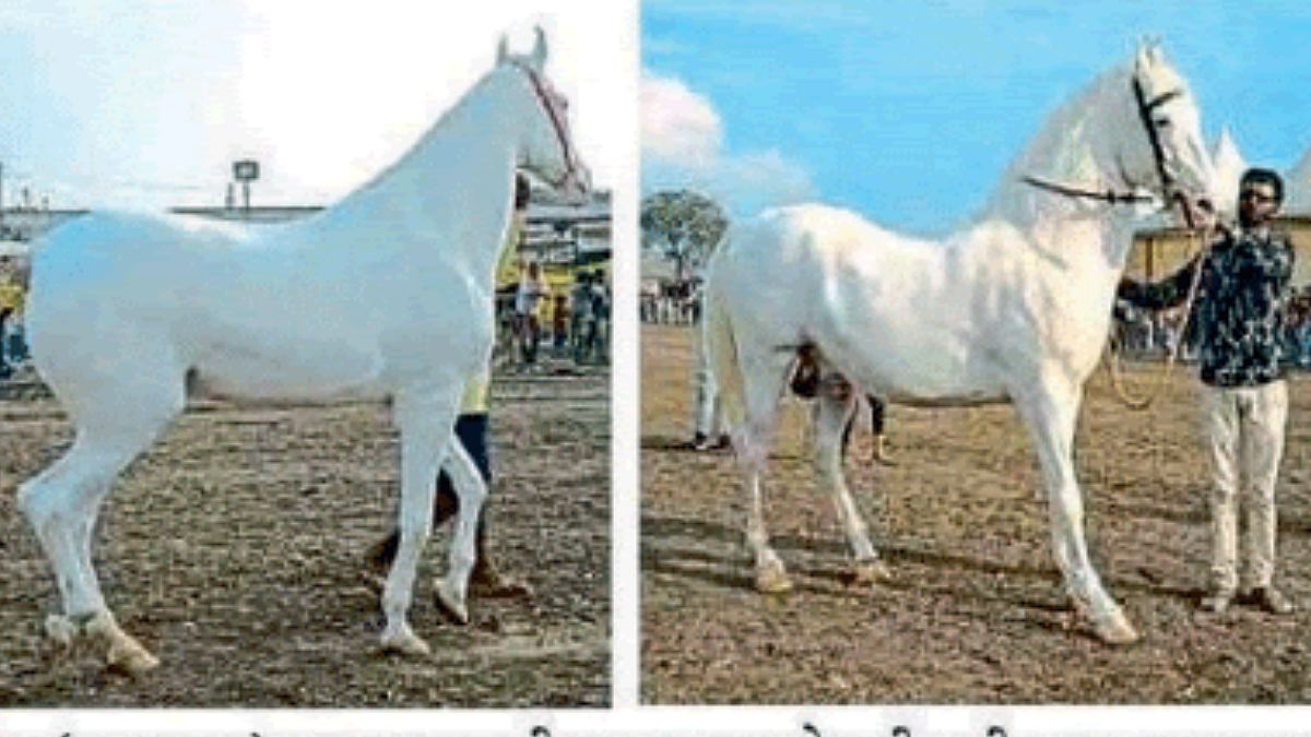 Sarangkheda Horse Market