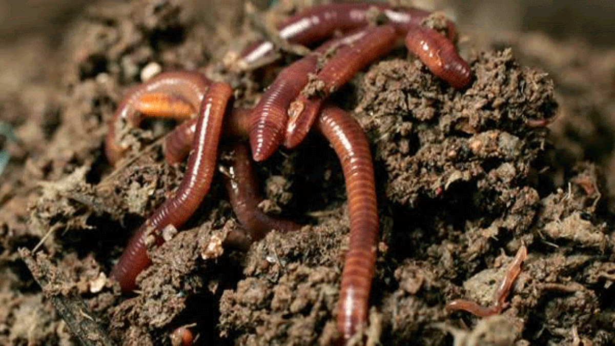 Vermicompost