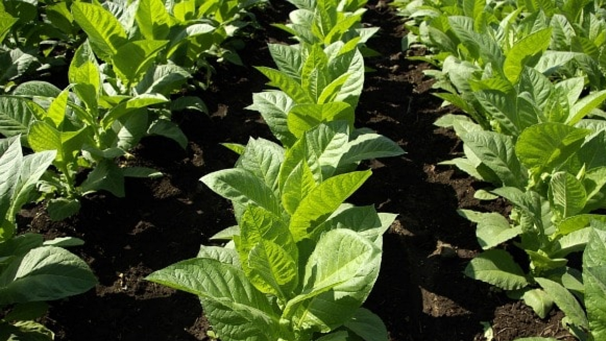 Tobacco Crop
