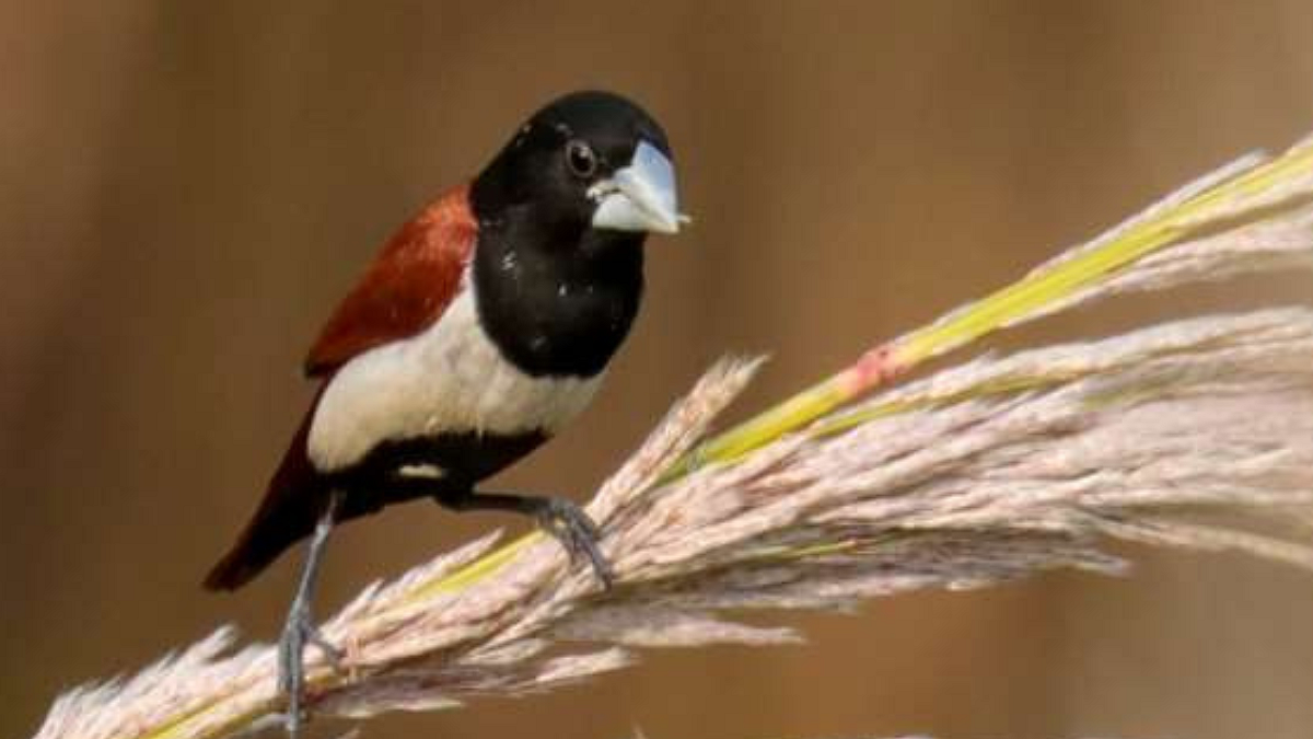 Bird Census