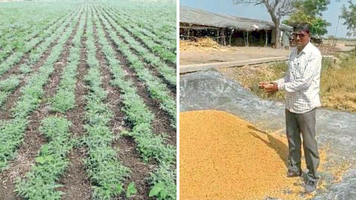 Chana Seed Production