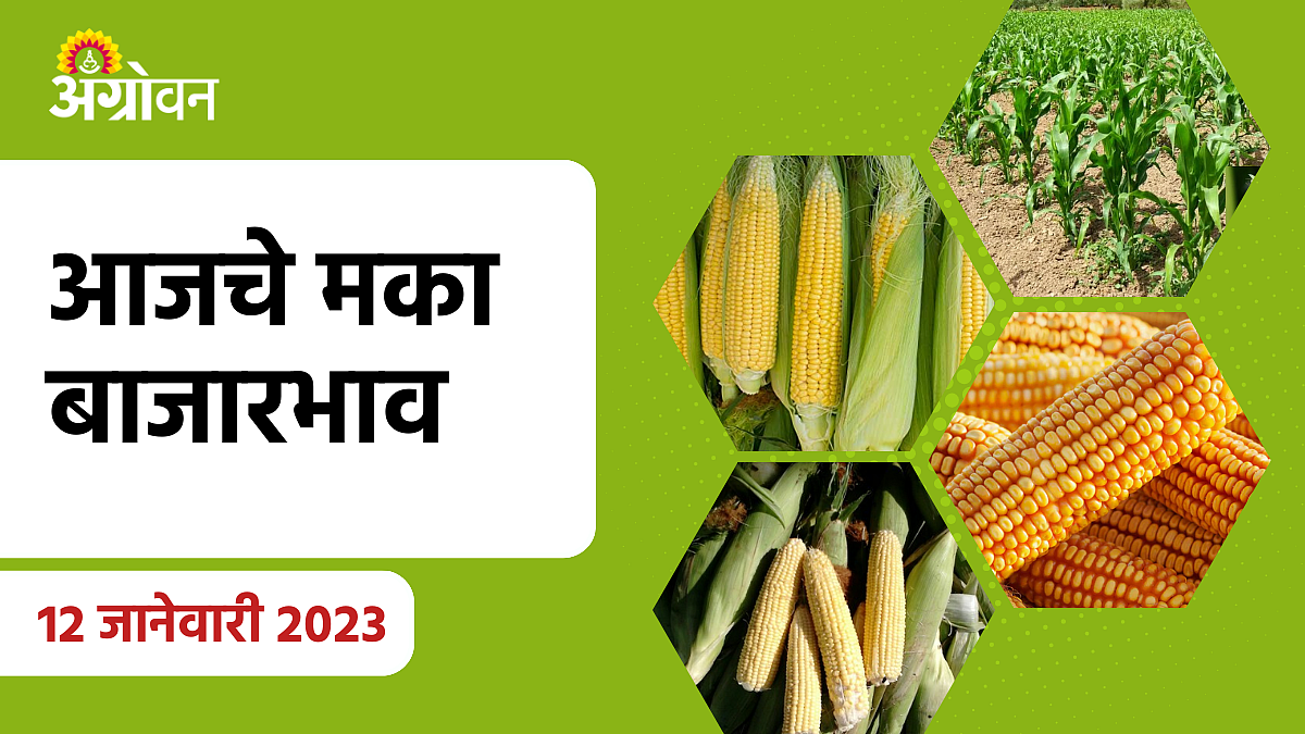 Maize Rate