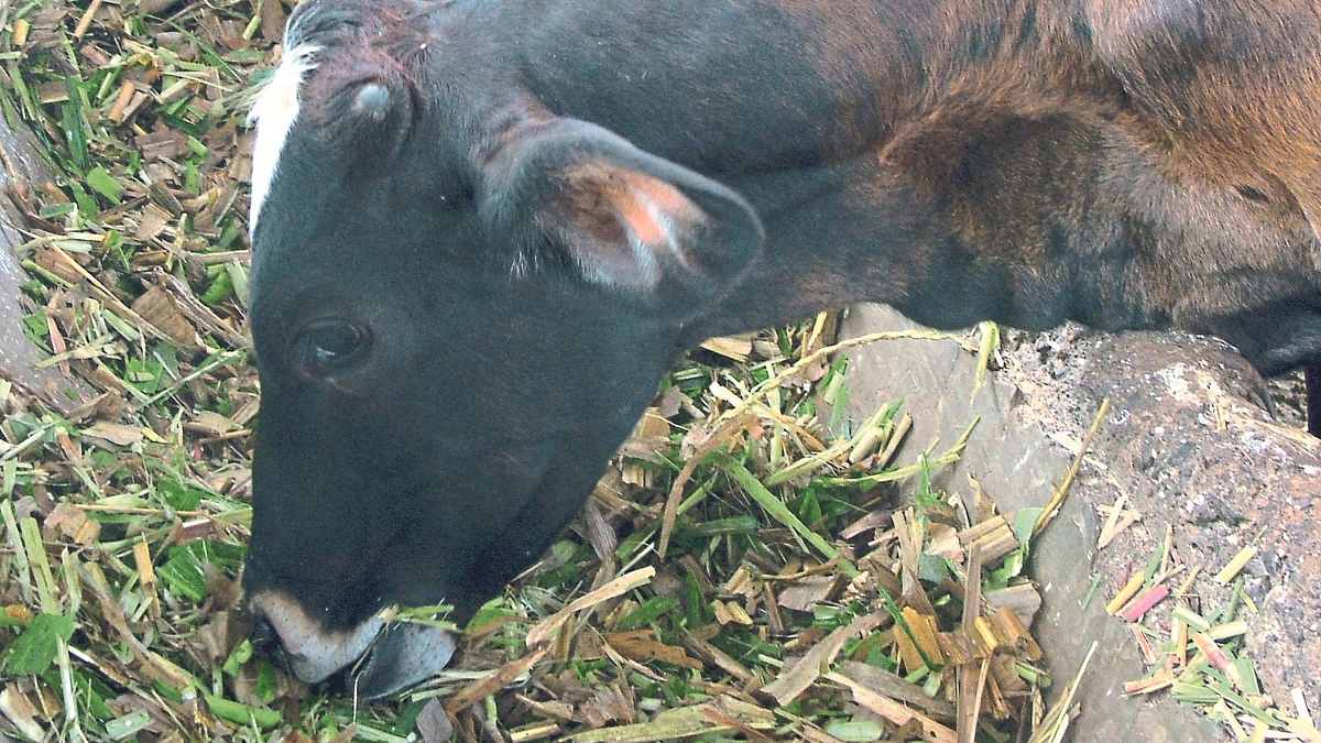 Milch Cattle