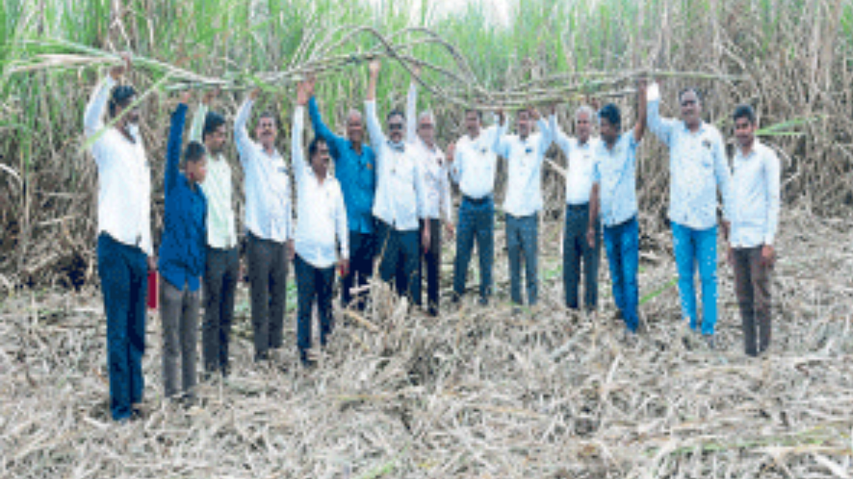 Sugarcane Farming