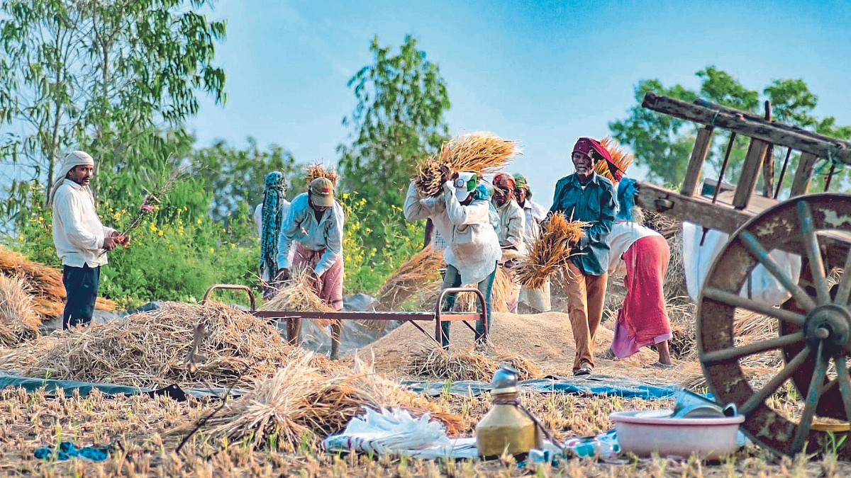 Indian Farmer