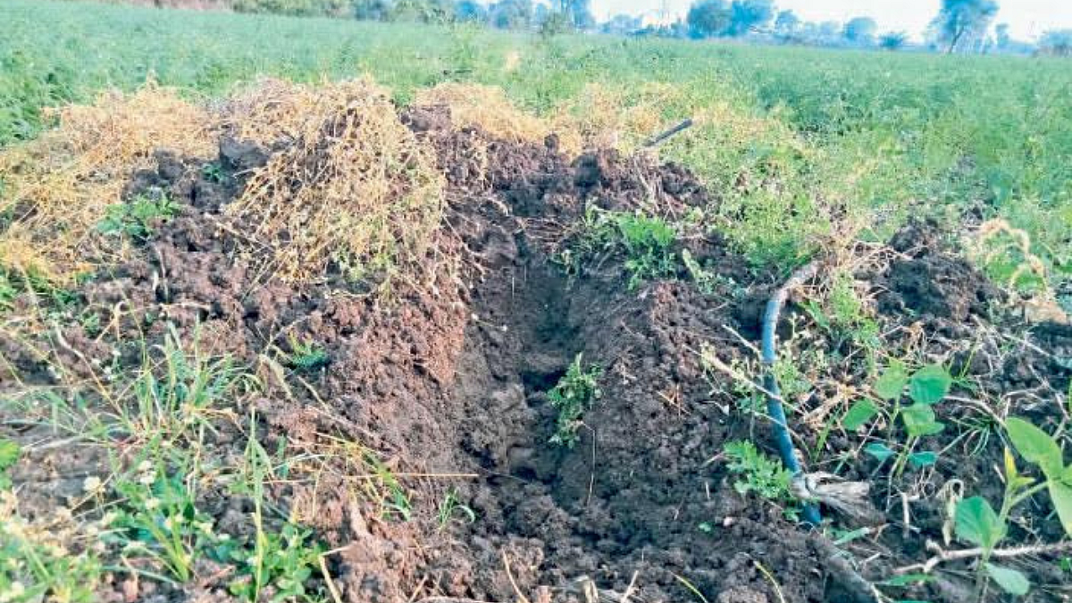 Chana Crop Damage