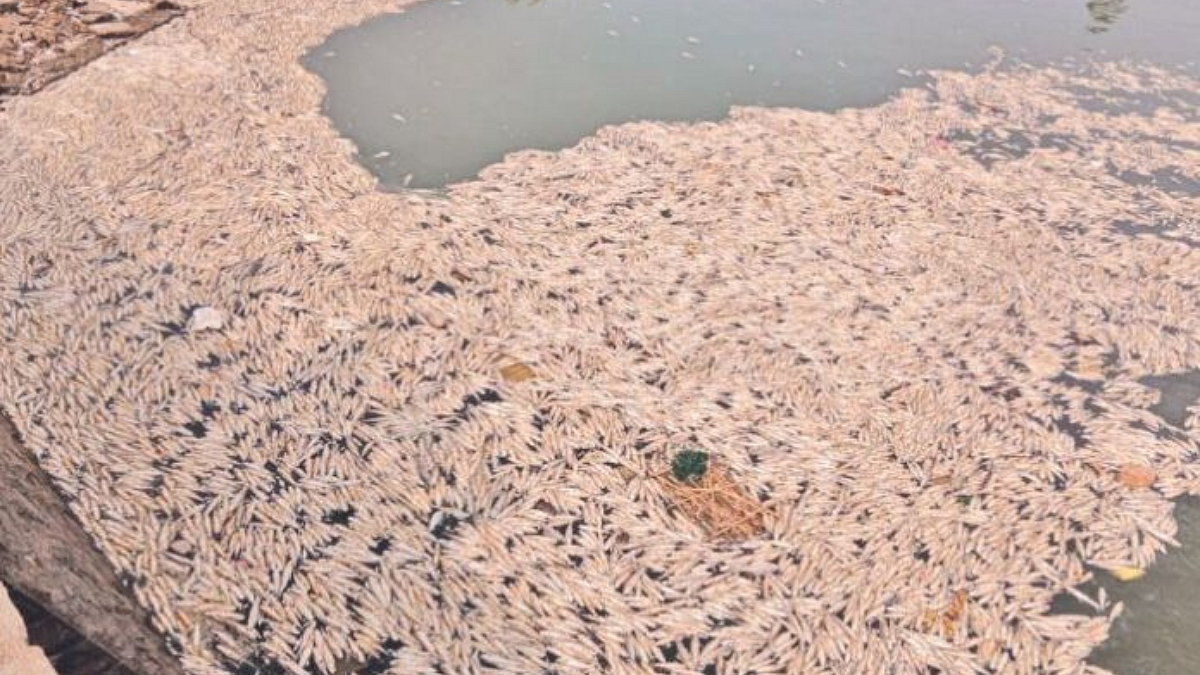 Fish Dead in Panchganga River