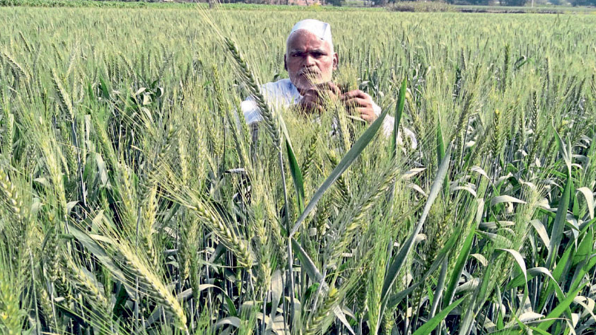 Wheat Crop