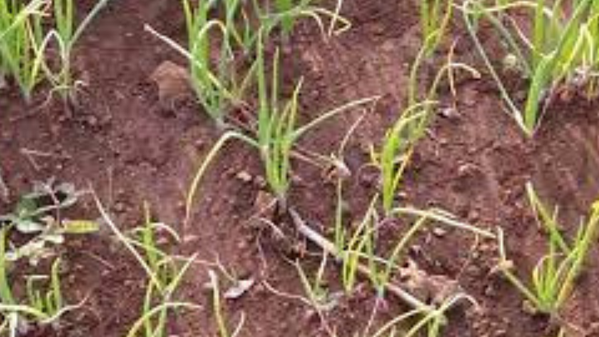 Crop Damage