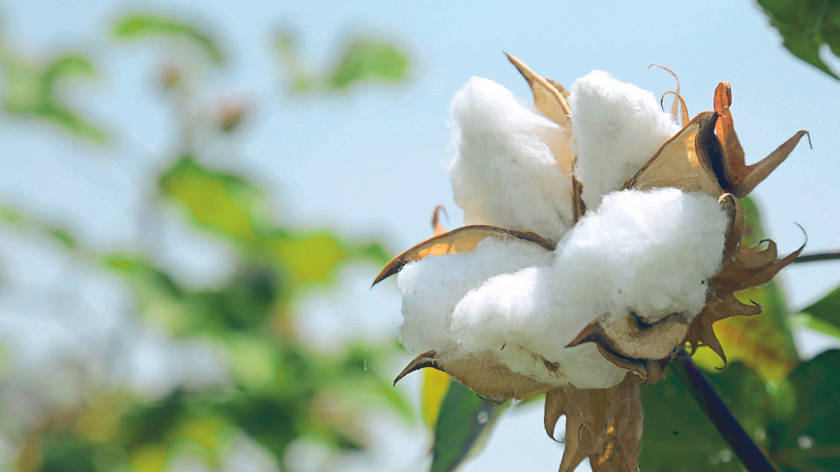Cotton