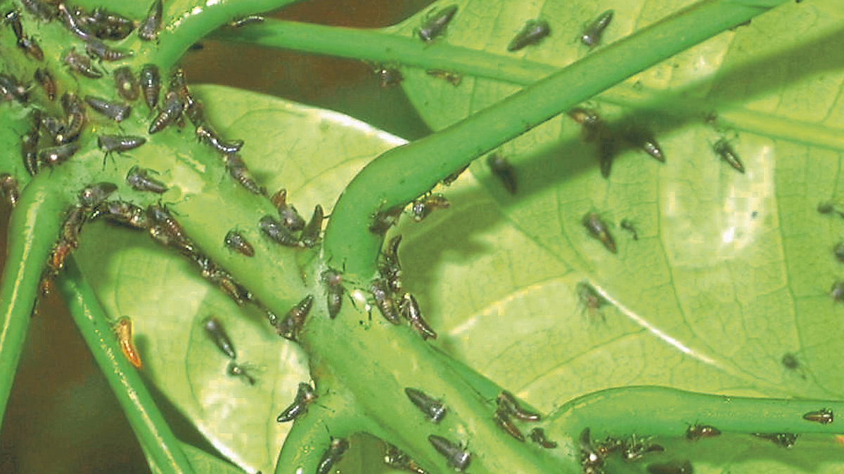 Crop Advice