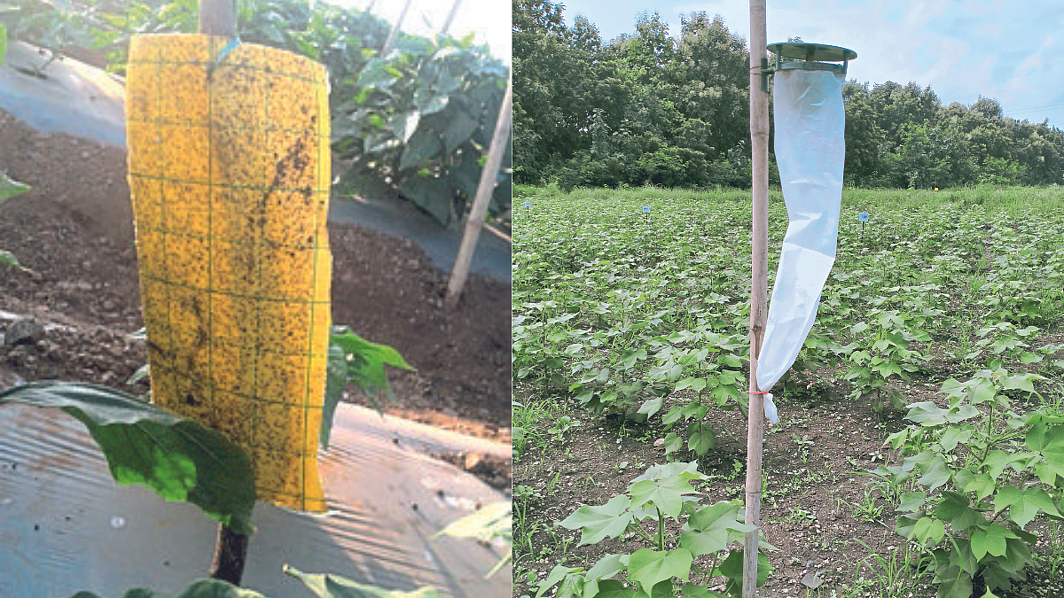 Organic Farming
