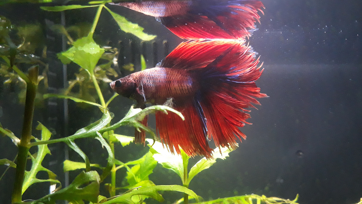 Fighter Betta
