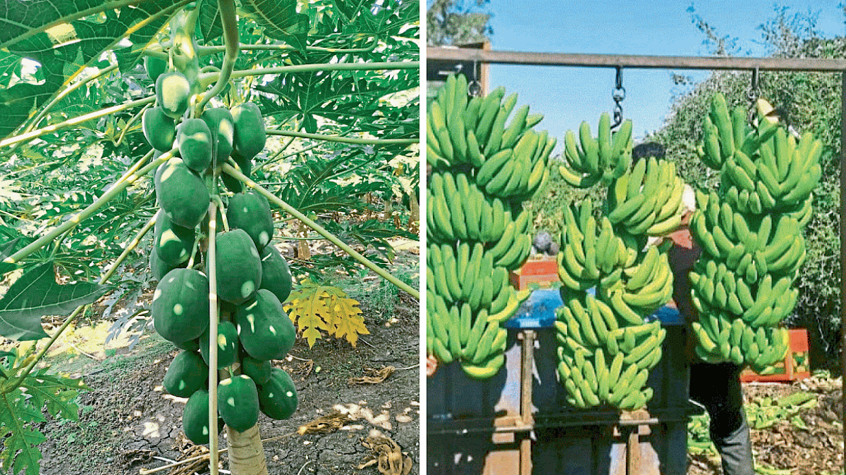 Banana Papaya