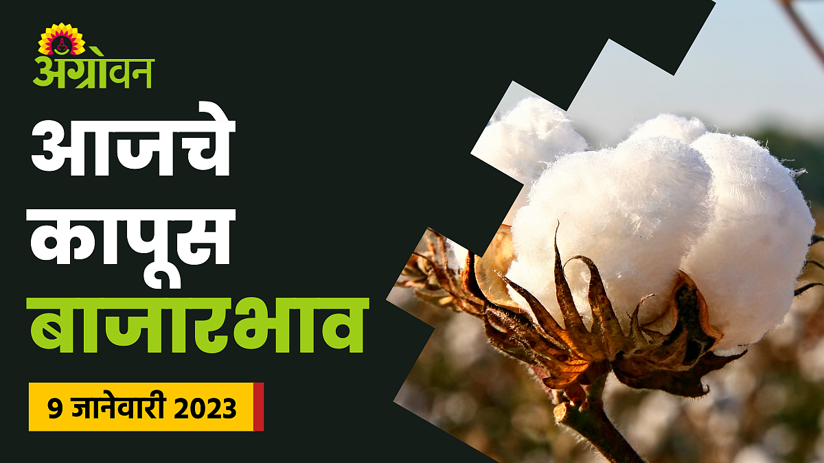 Cotton Rate