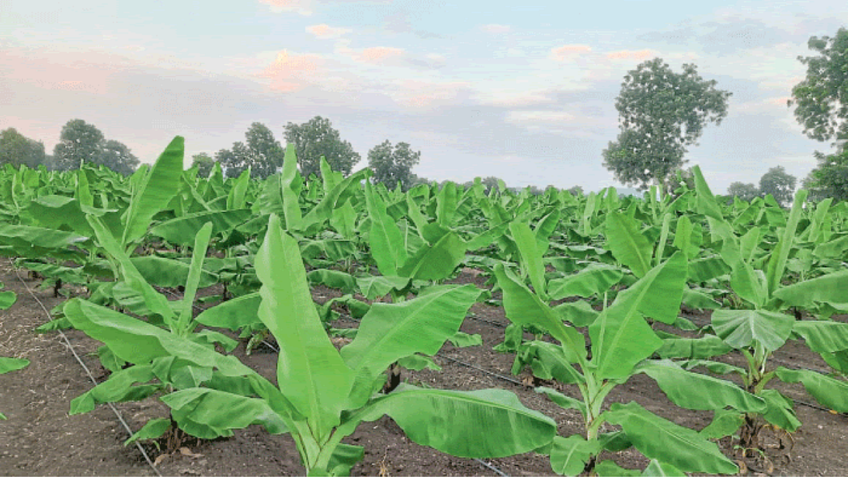 Banana Orchard