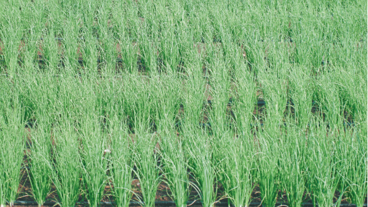 Crop Advisory