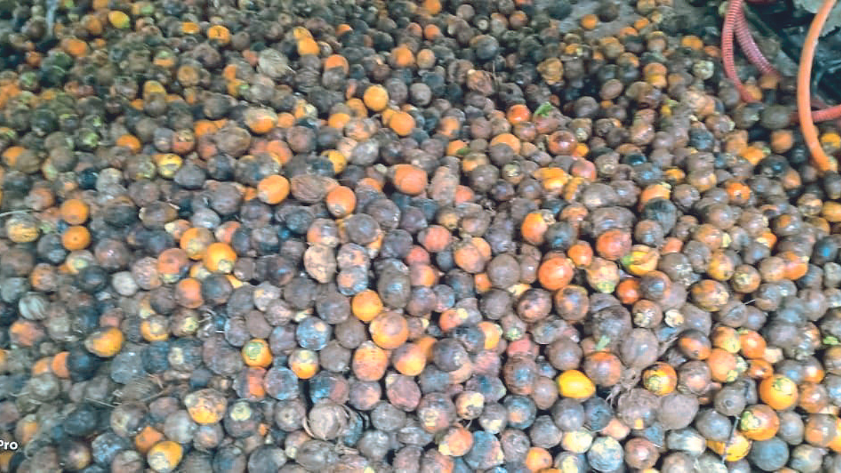 Areca Nut Fruit Fall