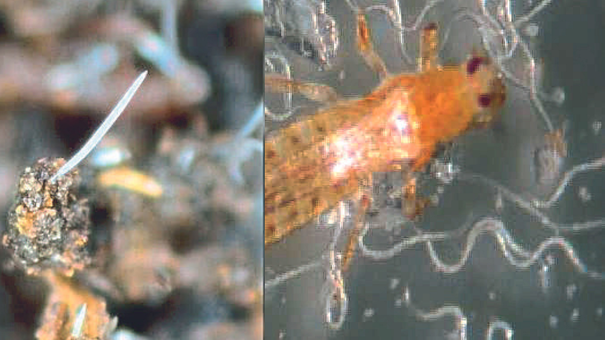 Nematode Use