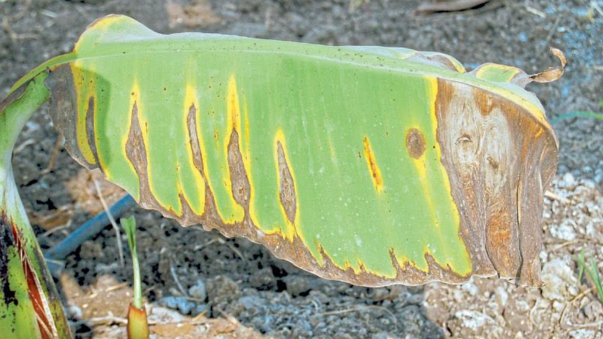 Banana Disease Management