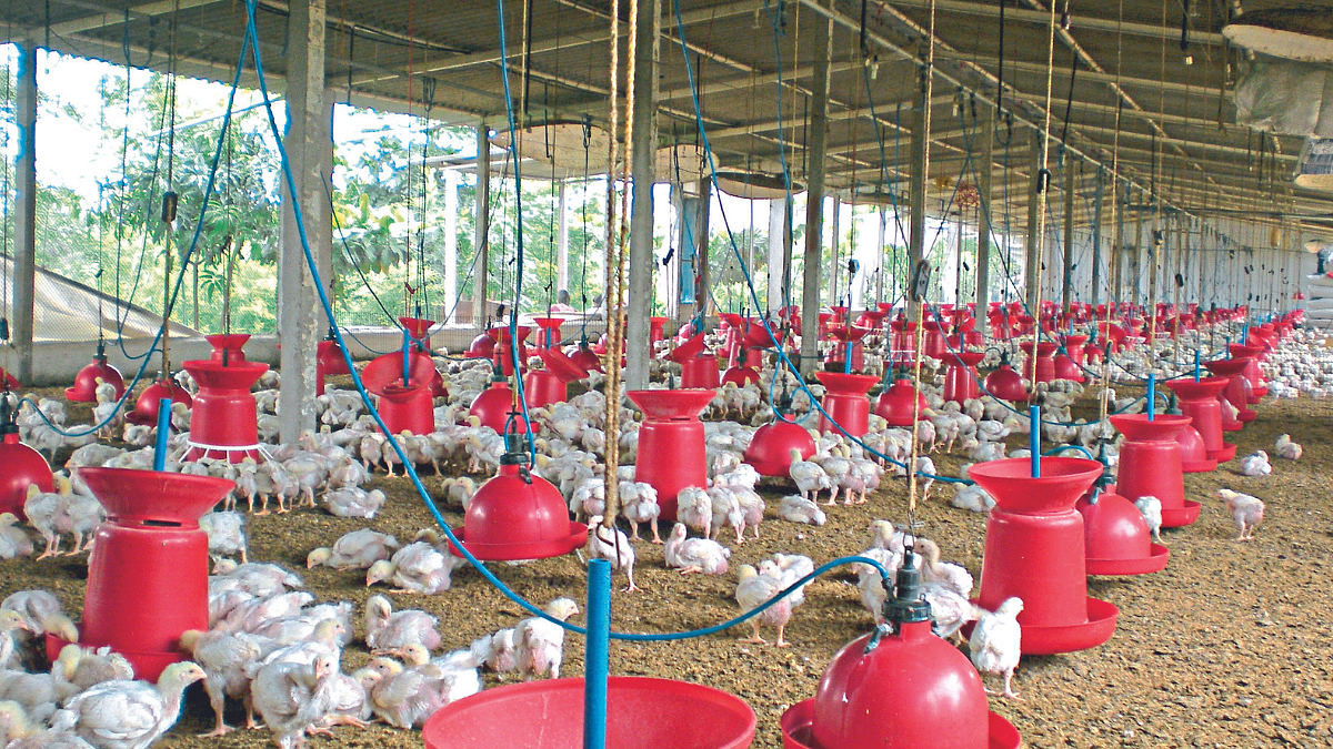 Poultry Management