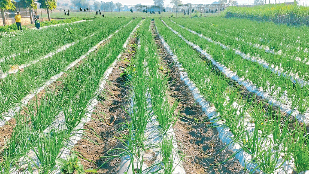 Onion Cultivation